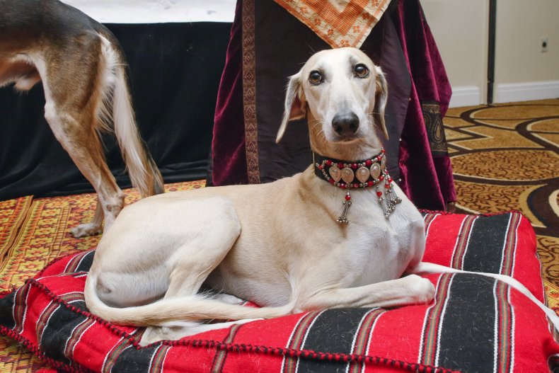 Greyhounds are kings of the race track