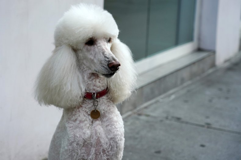 Despite their looks Poodles are not divas