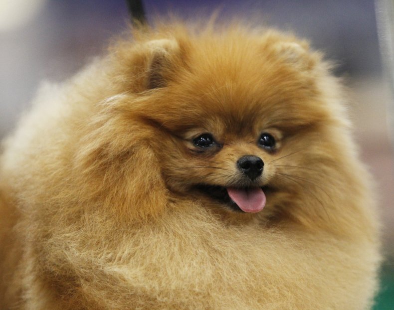 Pomeranians are delightful bundles of fluff
