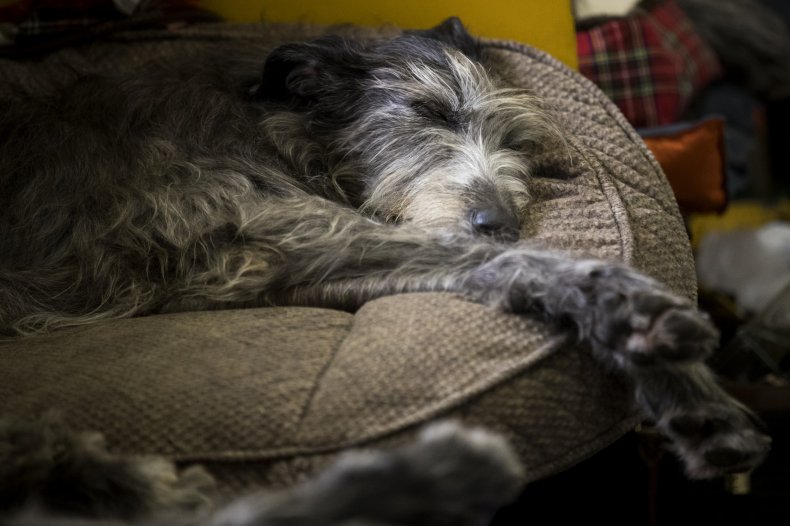 Irish Wolfhounds love a nap