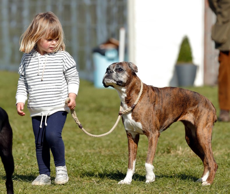 Boxers are famed for their loyalty