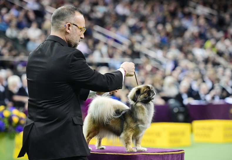 Tibetan Spaniels once acted as monks' watchdogs