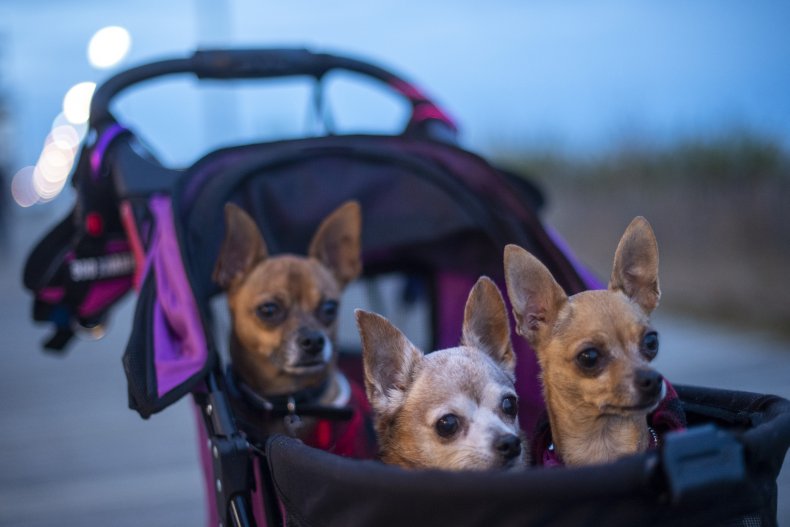 Chihuahuas are simply precious