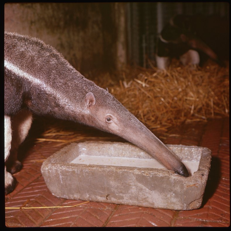 anteater