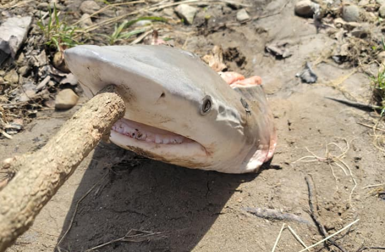 A shark head discovered by Miami River