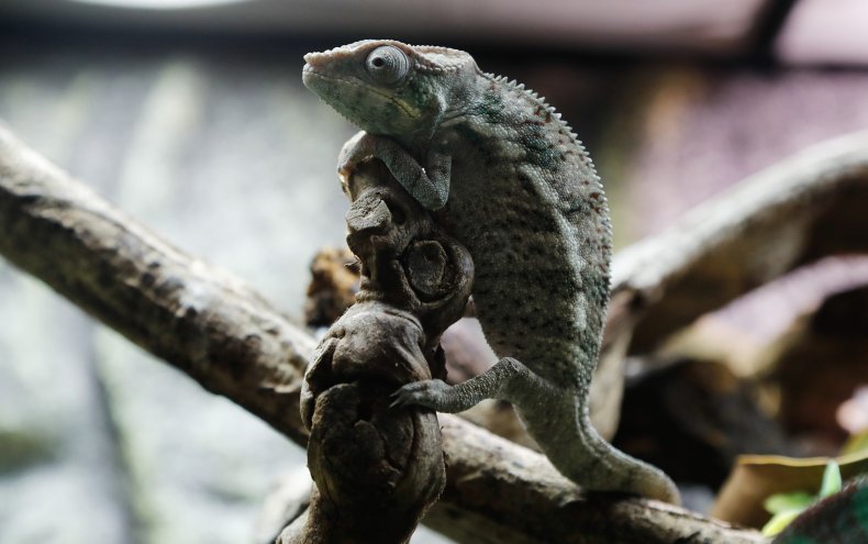 iguana