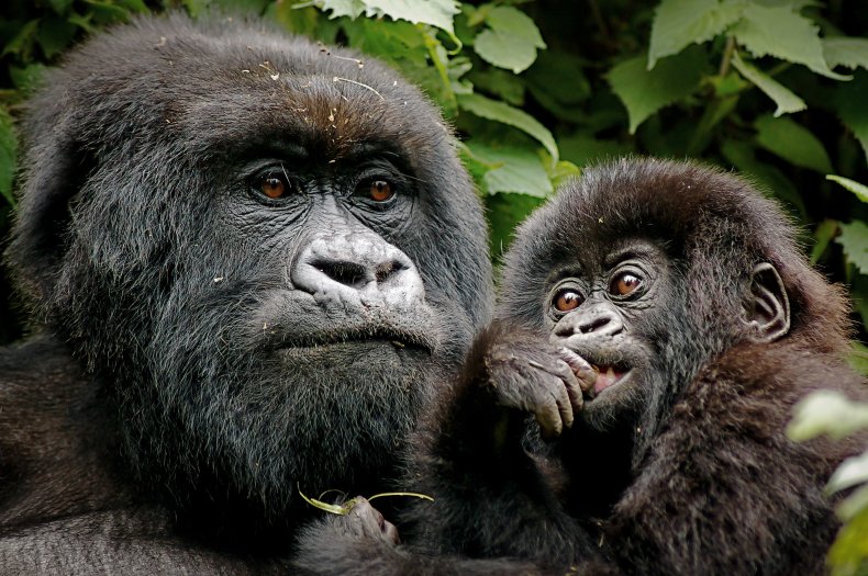 Gorillas in forest