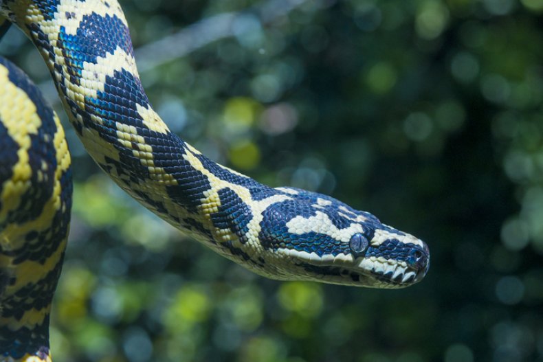 Carpet python (Stock) 