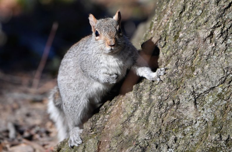 squirrel Central Park