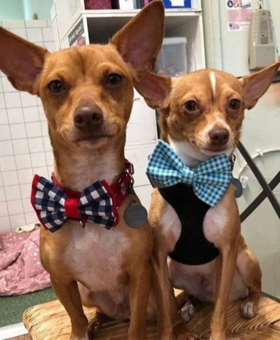 Rescue dogs, dogs, bow ties