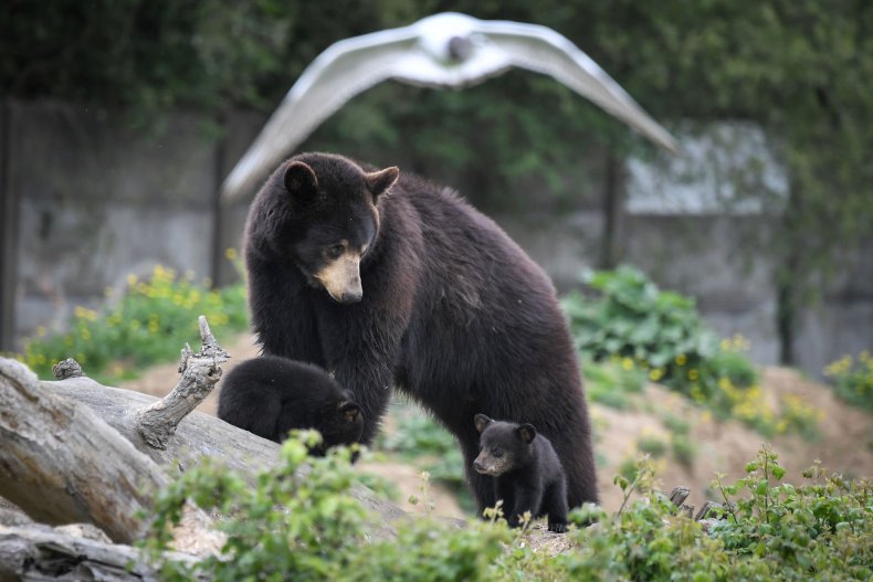 Black Bear With Cub