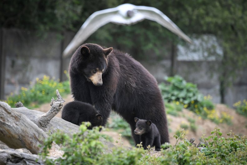 Black Bear With Cub