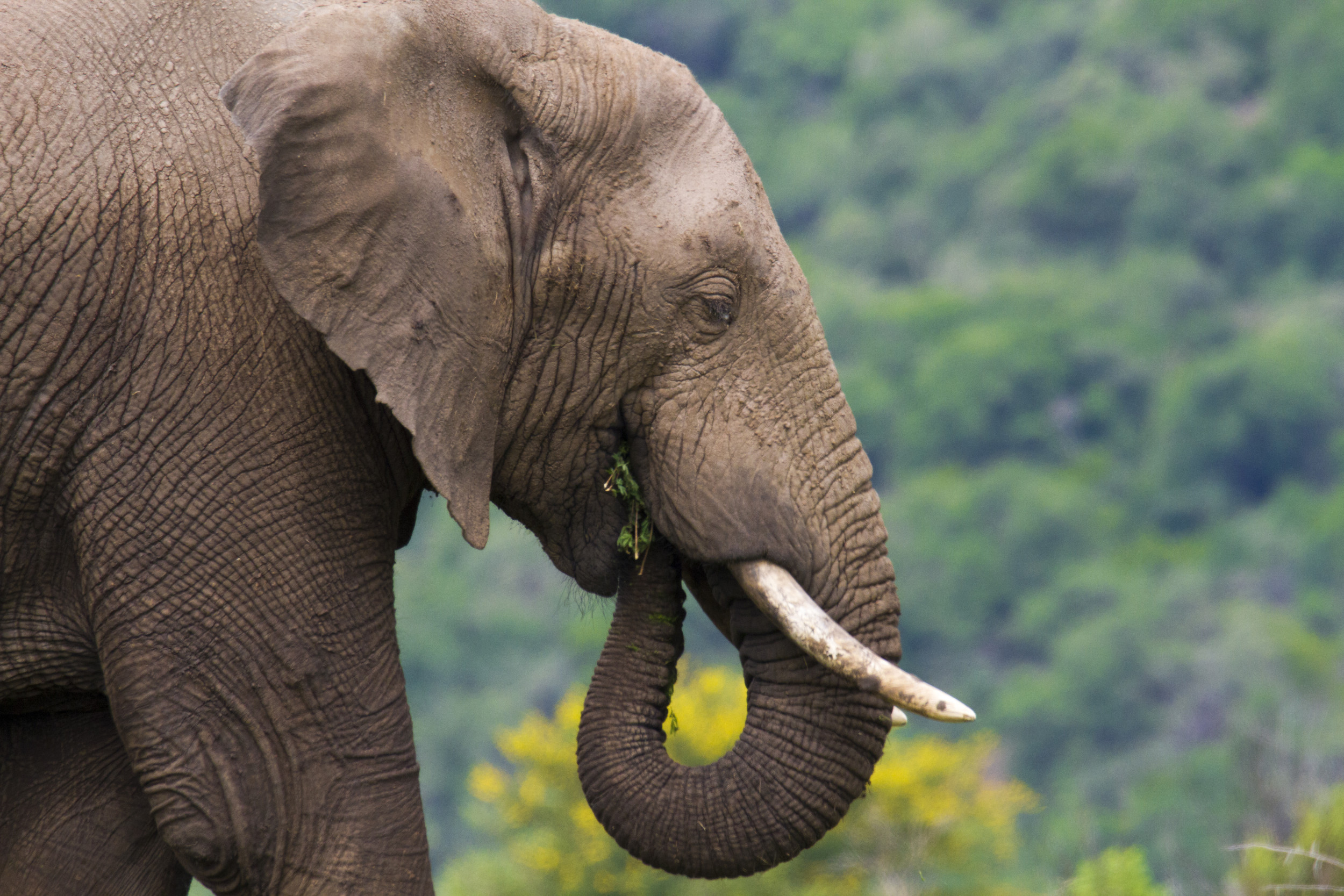 African elephants declared endangered, as botswana expands hunting