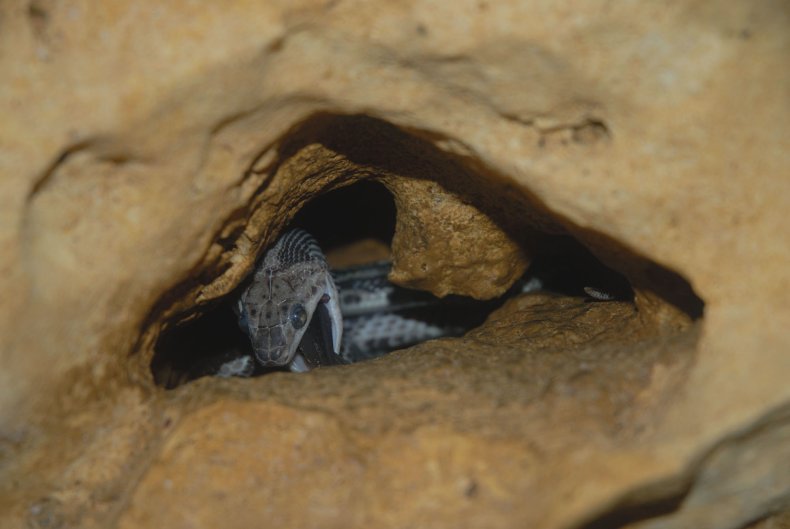 Mexico's Cave of Hanging Snakes