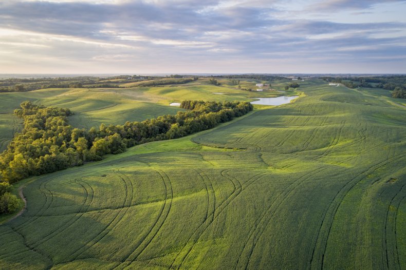 Missouri soy bean