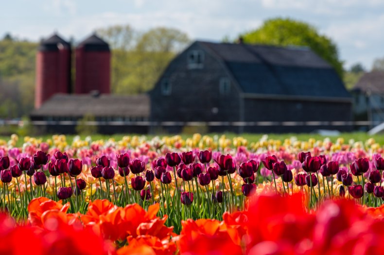 Rhode Island farm