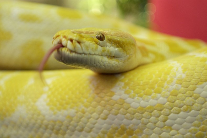 Yellow Python