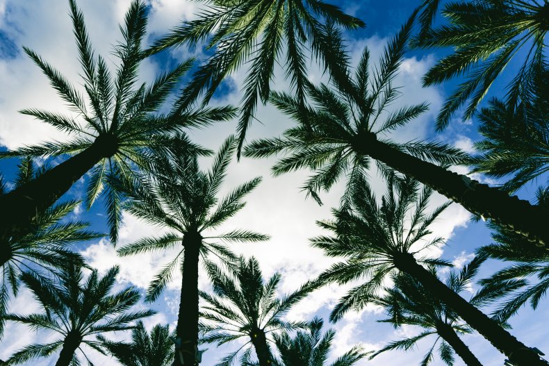 Florida Palm Trees