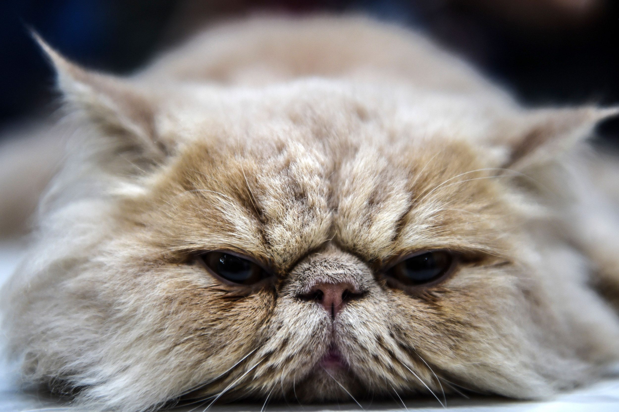 25 Hardest Cat Breeds To Take Care Of