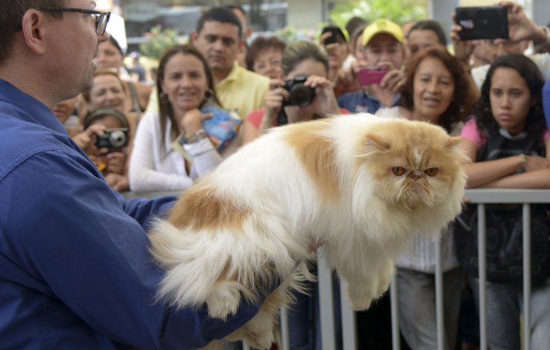 Himalayan cat 2014