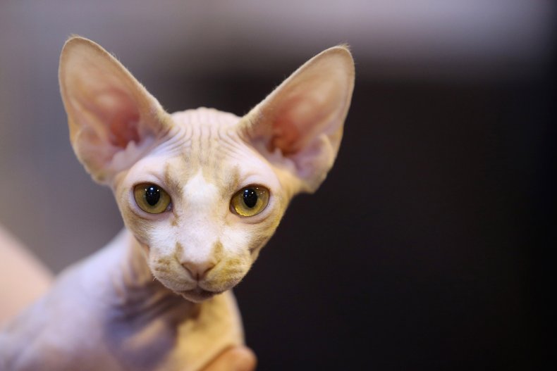 sphynx cat