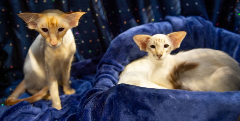 Balinese cats U.K. 2018