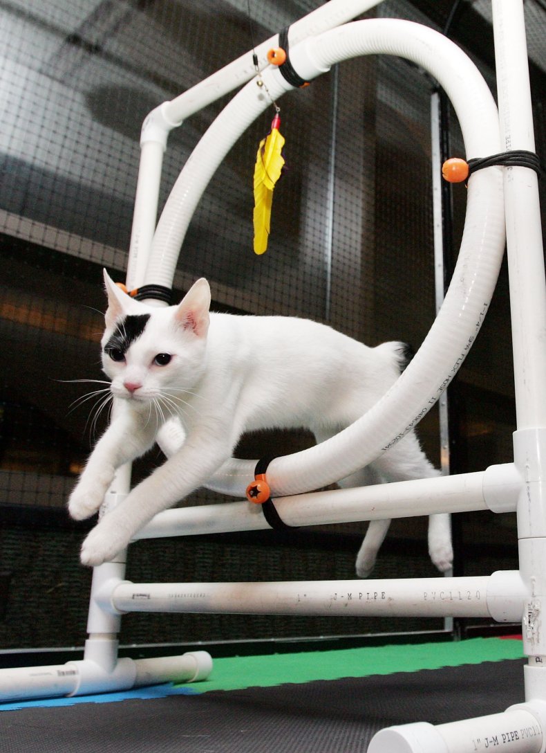 Japanese bobtail cat NYC