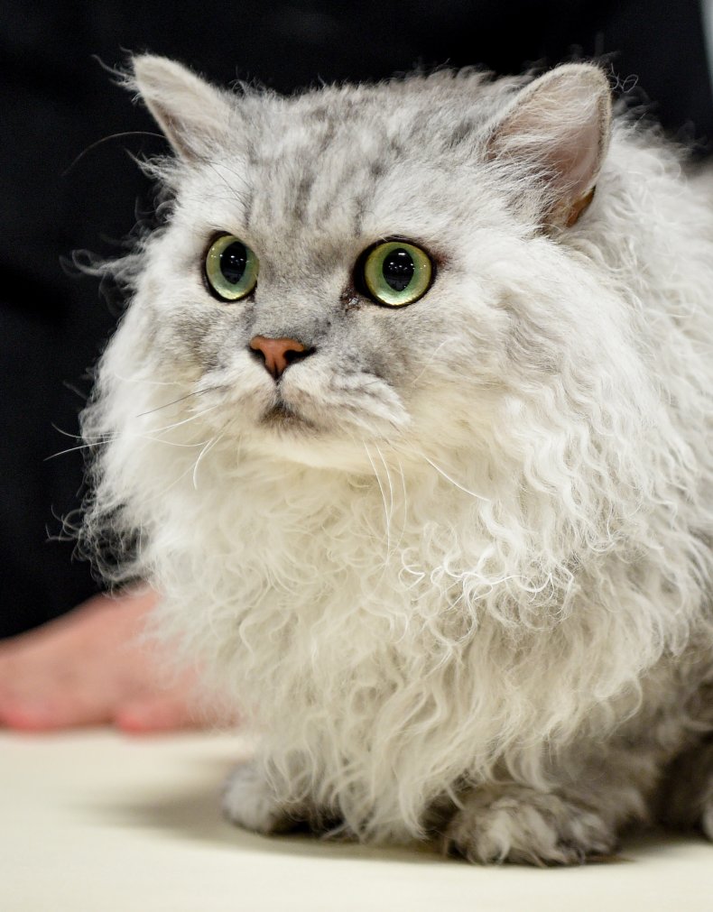 selkirk rex cat
