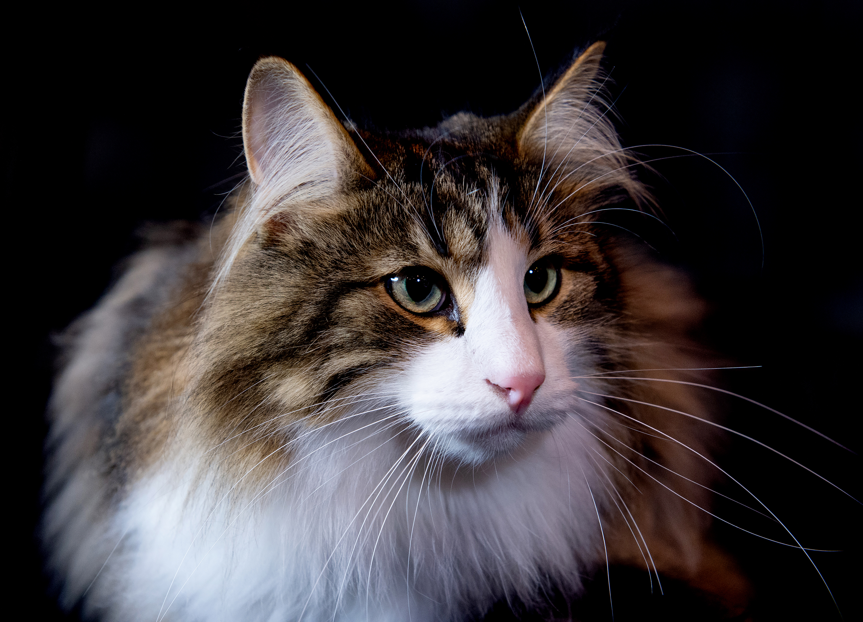 Maine coon cat U.K.