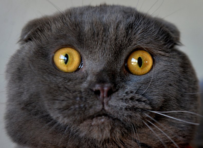 Scottish fold cat