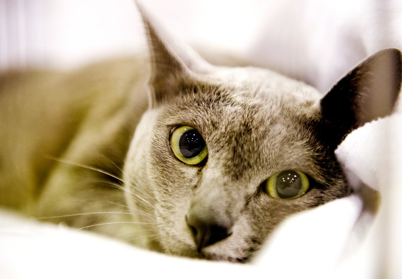 korat cat