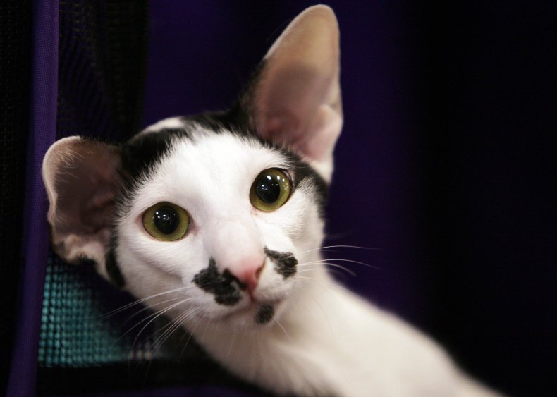 Oriental shorthair caft