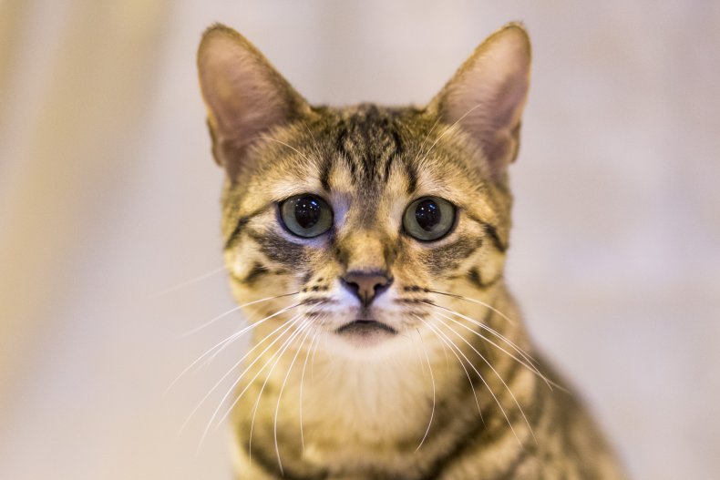 Egyptian mau cat