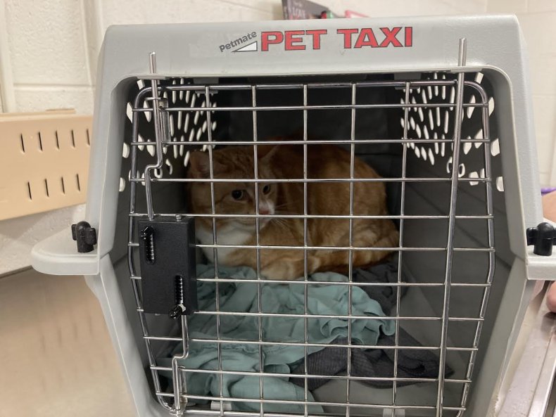 Burlington County Animal Shelter - Pet cat