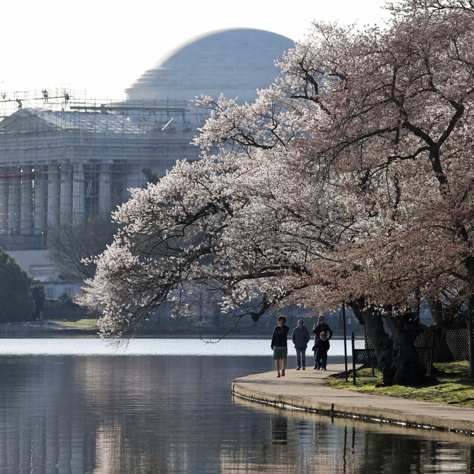 Cherry Blossom Trees In Washington Dc DC's Short Cherry Tree Stumpy On