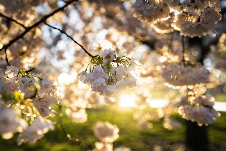 Cherry blossom trees in Washington, D.C. 3