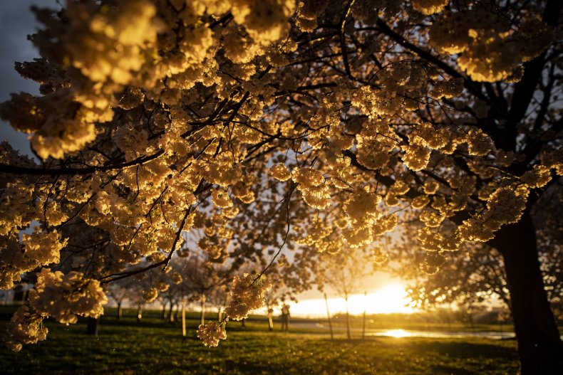 Cherry blossom trees in Washington, D.C. 4