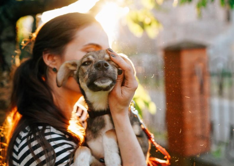 Pet adoption laws by state