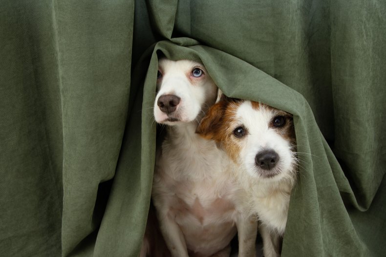 Two dogs hiding