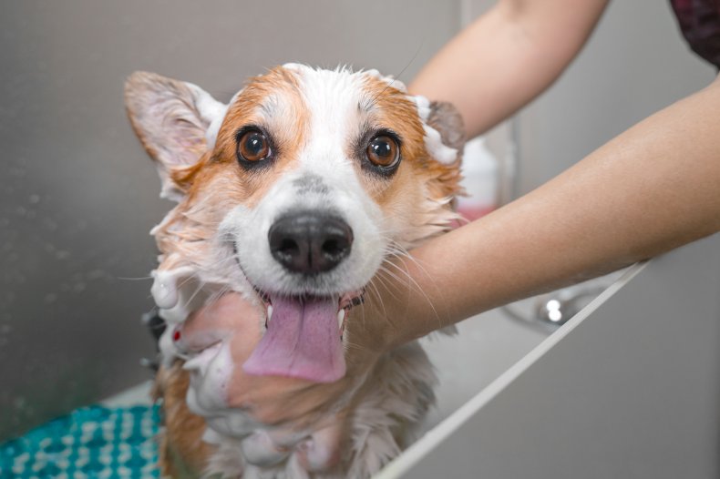 Dog taking a bath