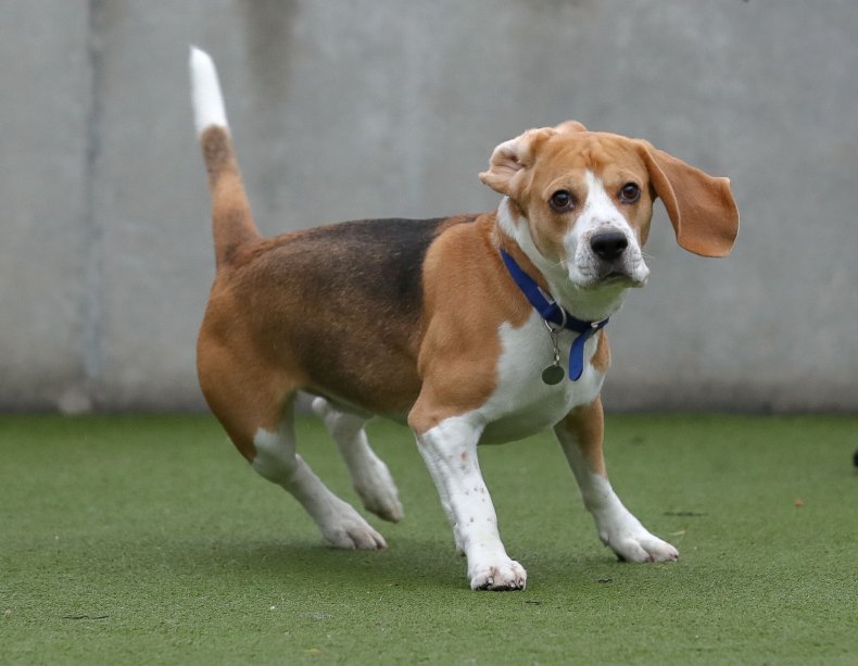 Beagle