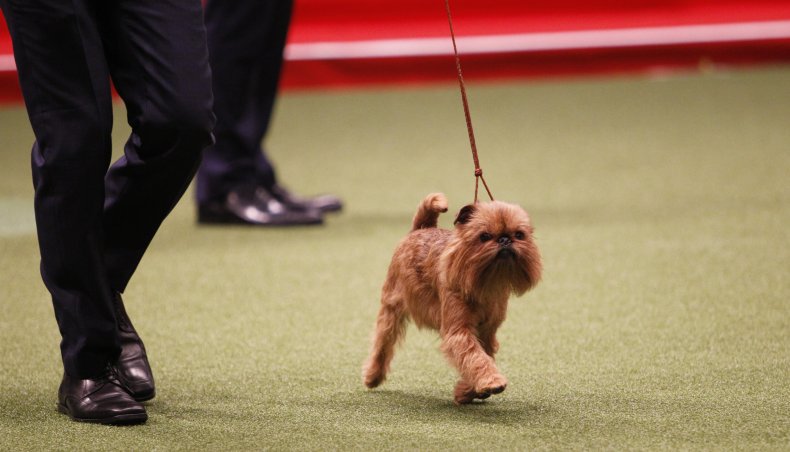 Brussels Griffon