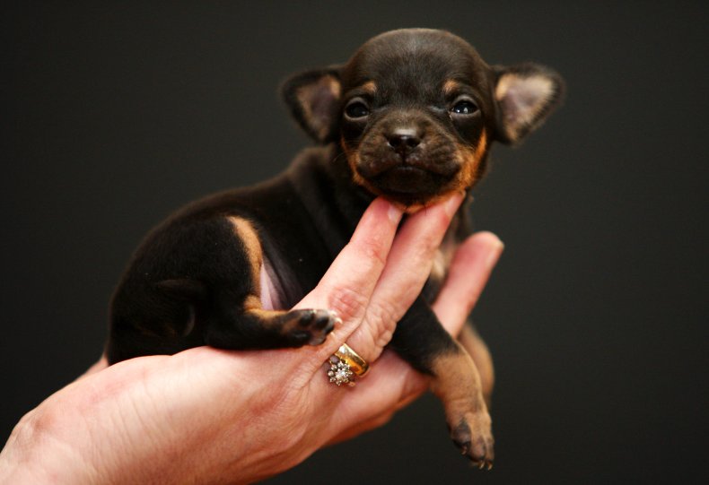 Chihuahua