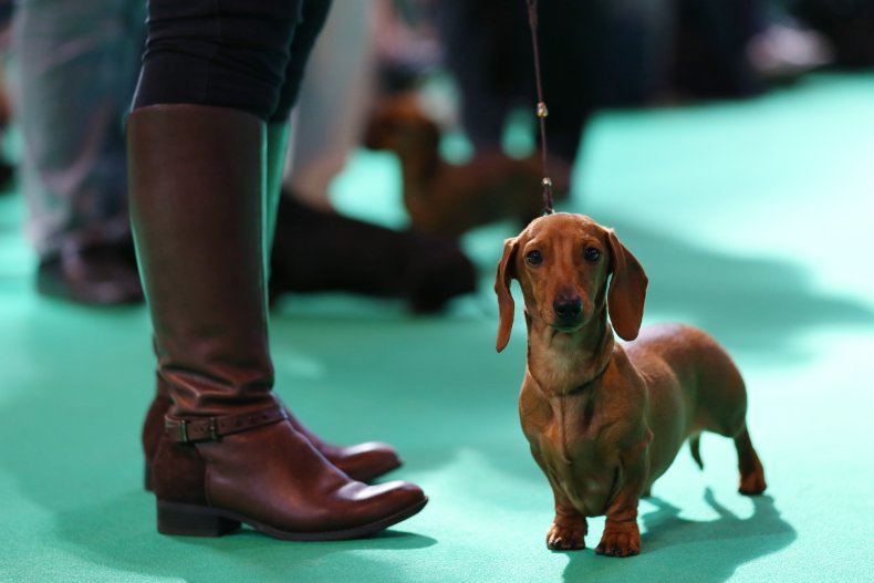 Dachshund