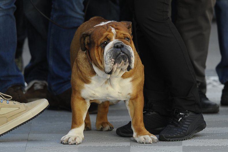 English Bulldog