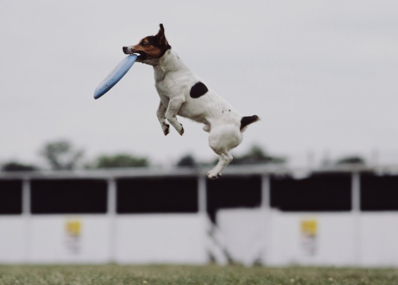Jack Russell Terrier
