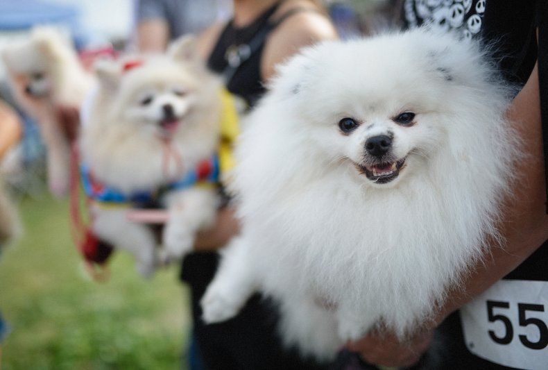 Pomeranians