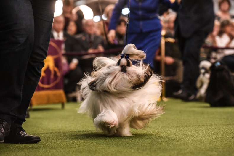 Shih Tzu