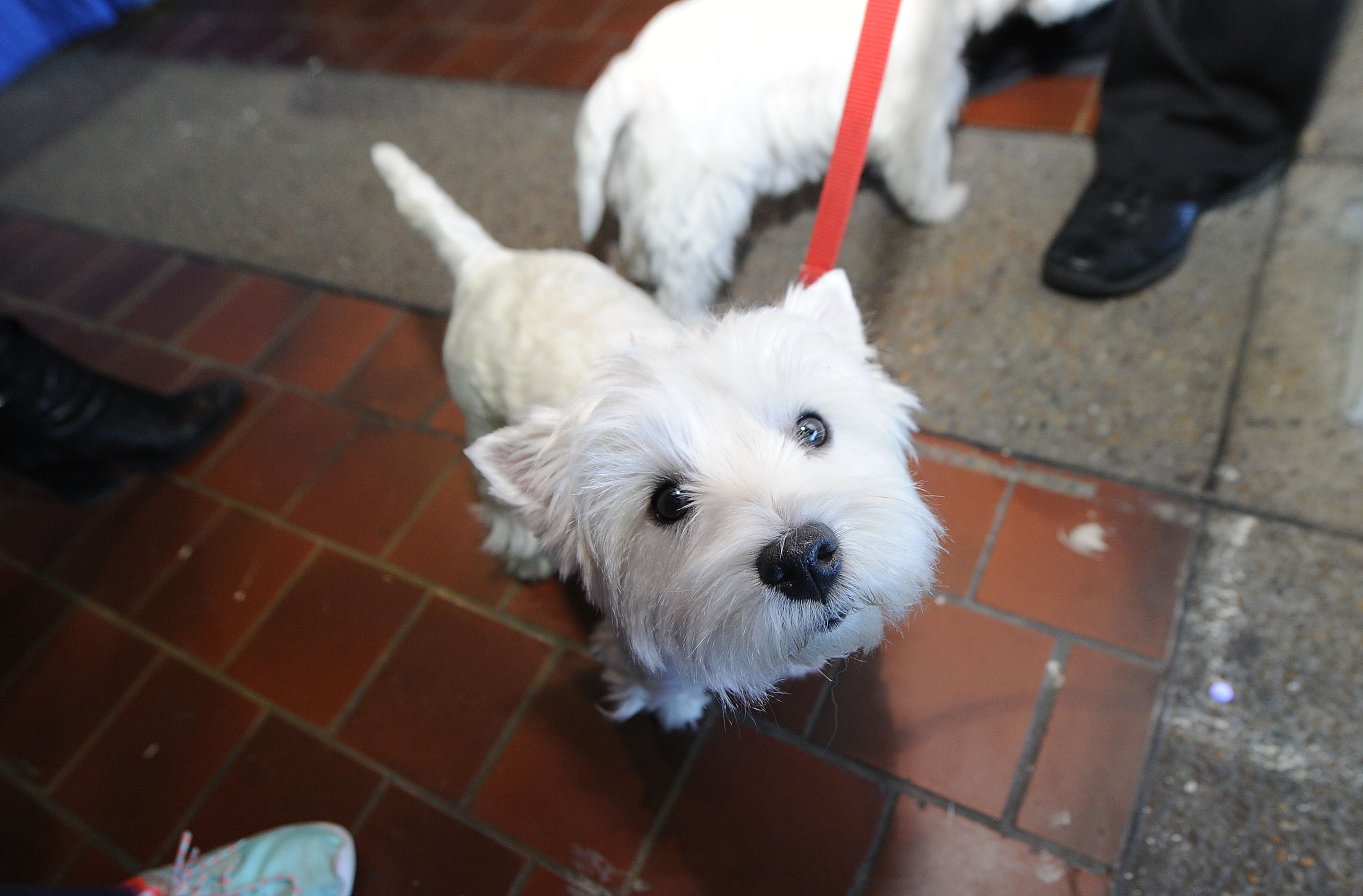 Smartest terrier cheap