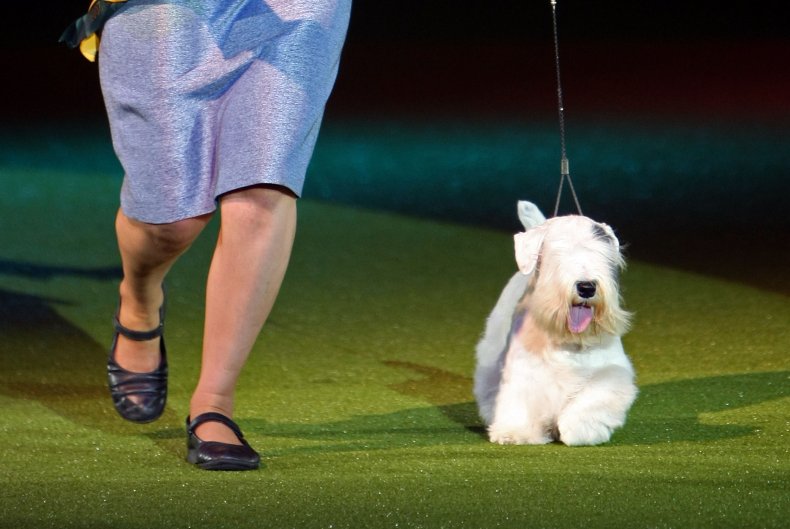 Sealyham Terrier
